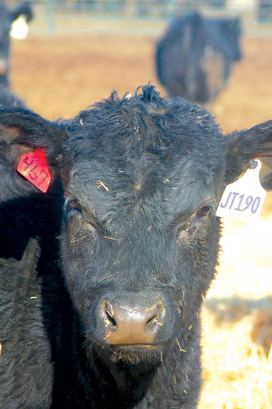 Thomas-bred calf
