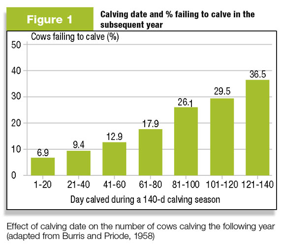 Figure 1: Cows that calve later in the calving season are more likely to fall out of the herd. 