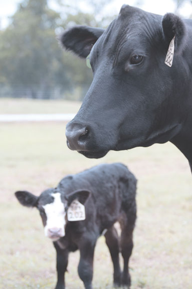 Cow and calf