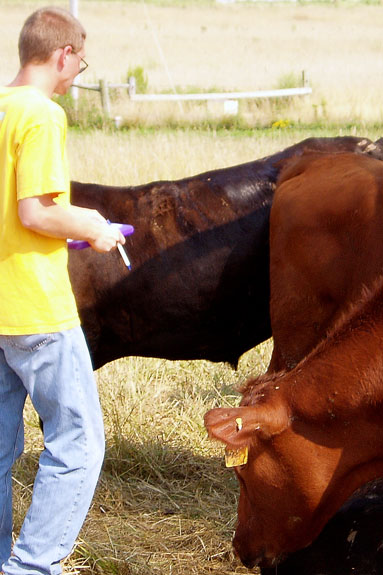 Cow suffering from heat stress