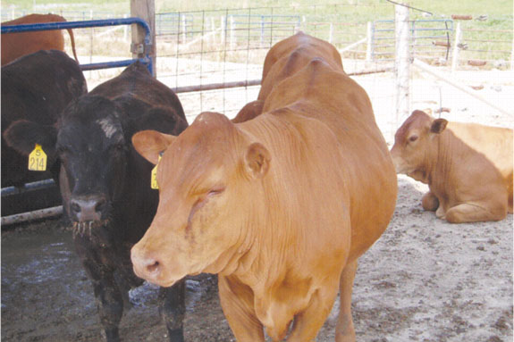 Cows in the shade