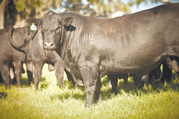 cows