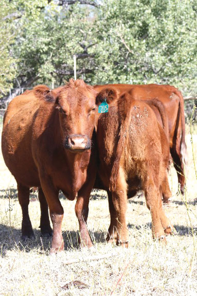 Cows