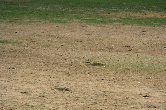 An overgrazed field