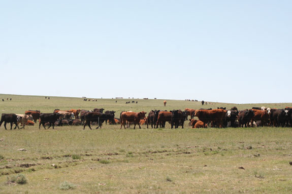 Fraisier Farms pasture