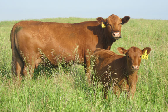 Red Angus cow