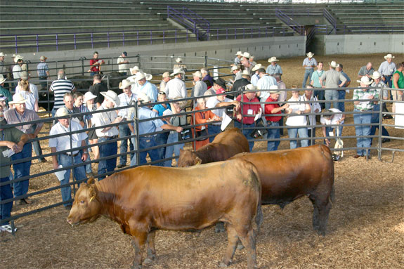 Attendees evaluating steers