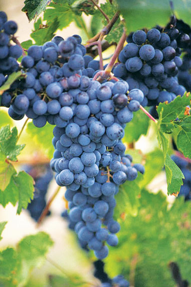 Grapes