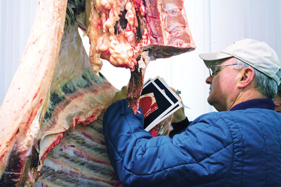 inspecting the quality of a carcass