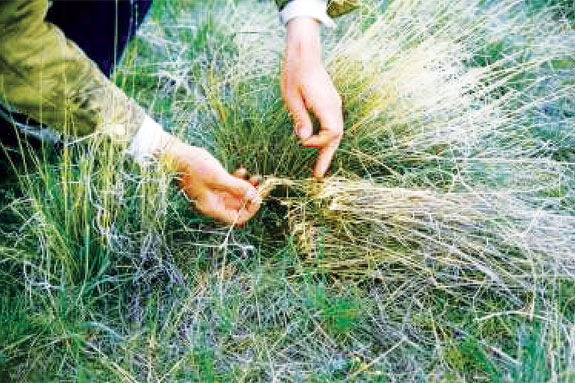 overrested bluebunch wheatgrass plant