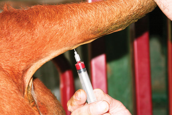 Blood sample from tail vein