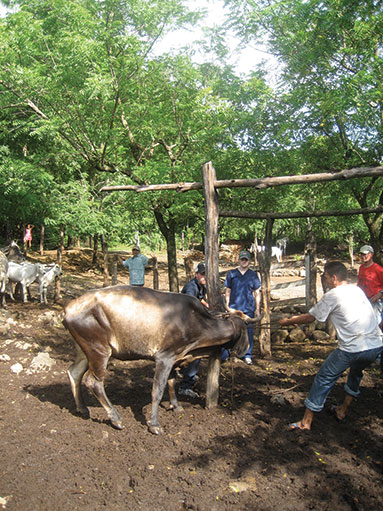 Working with cattle in the mud