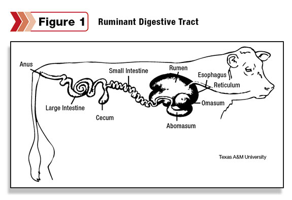 Figure 1: the disgestive tract of the ruminant
