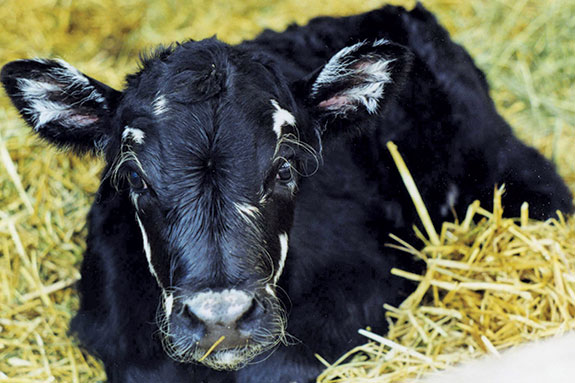 Calf