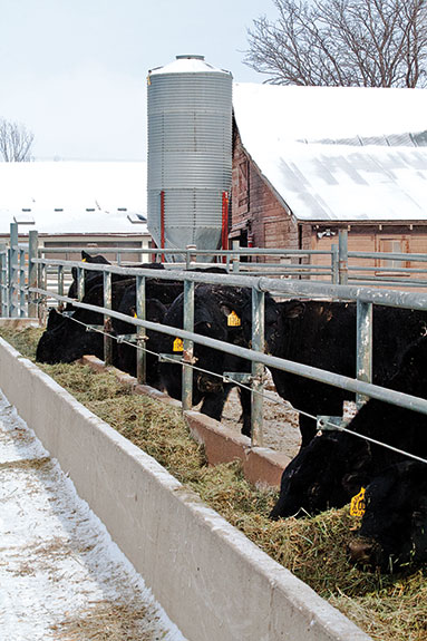 Hay in the feed trough