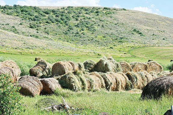 Round hay bales