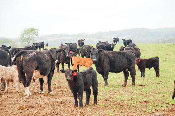 Cows and calves in the pasture