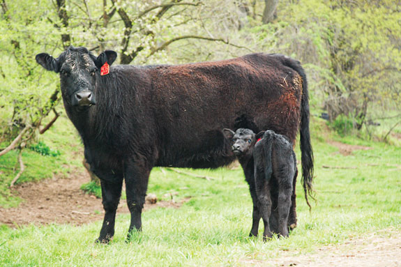 cow and calf next to woodline