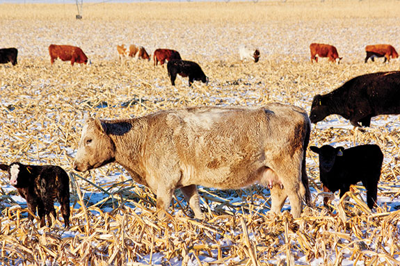Cows and calves bonding in a stubbly field