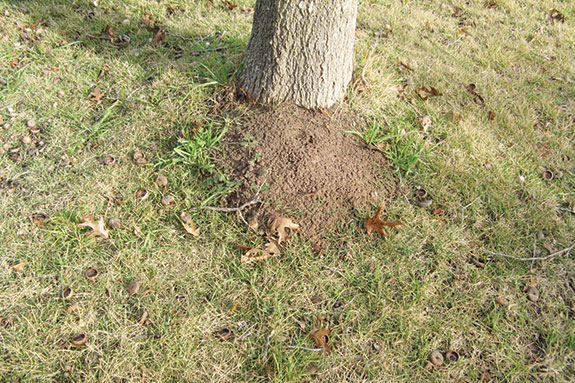 Fire ant mound