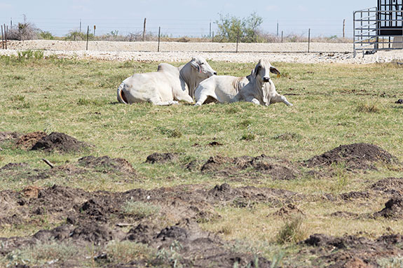 Pasture damage done by feral swine in Navasota, TX