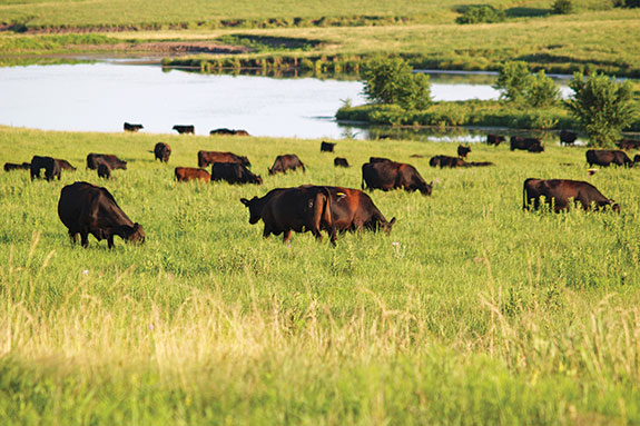 Mill Brae Ranch