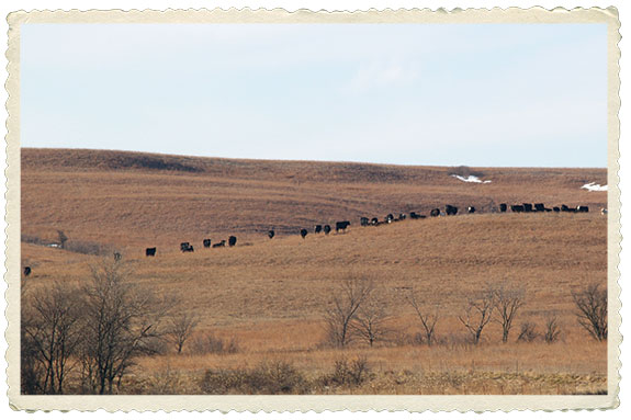 Flint Hills