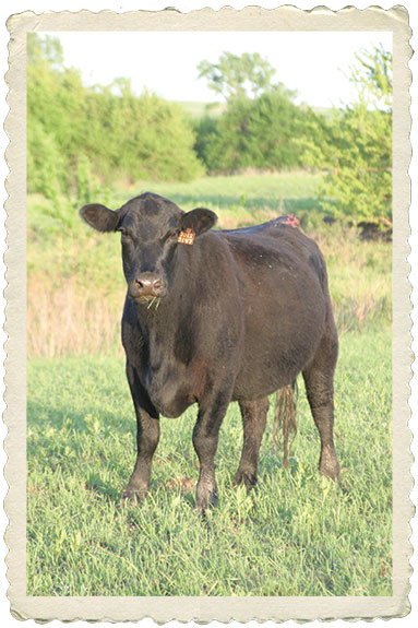 Rinke Cattle Company