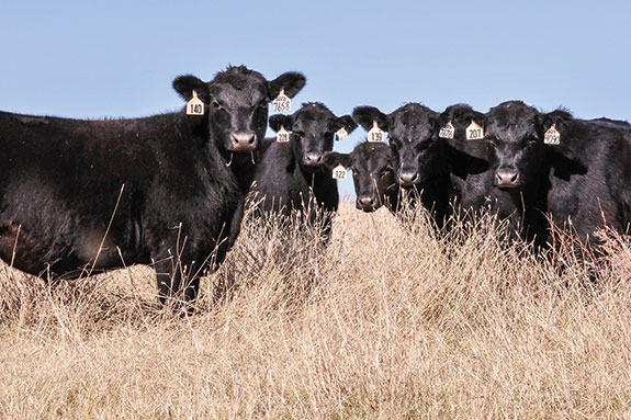 Angus Cattle