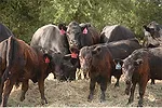 022013 agrilifecows