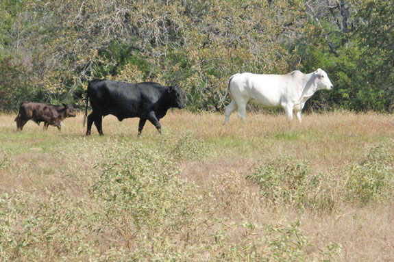 A calf and two cows