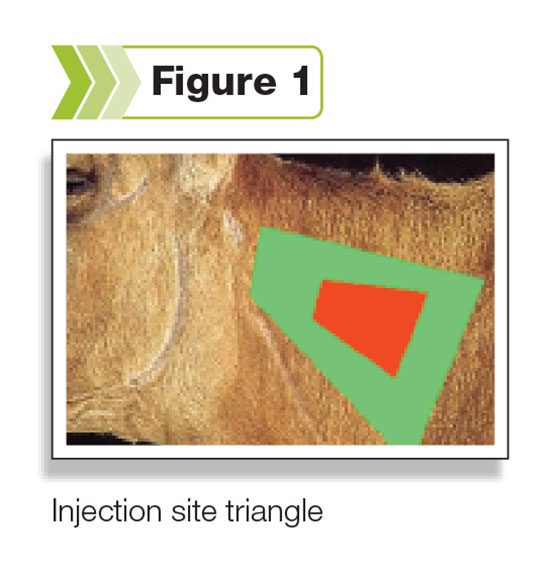 Figure 1: The injection site triangle on the neck