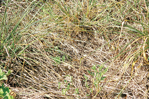 Litter produced by grass under holistic management