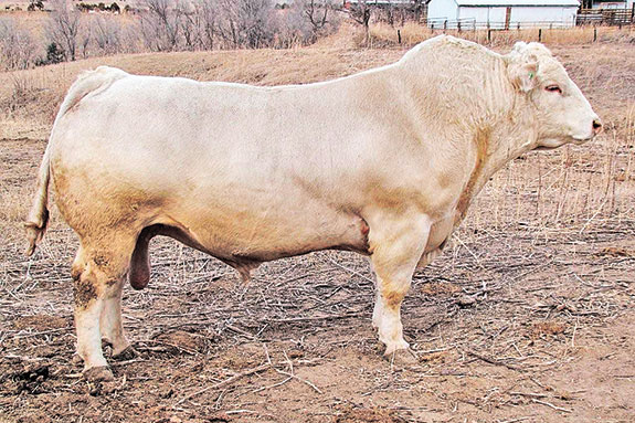 Schurrtop Twenty One is the number one ribeye bull of the Charolais breed, with positive marbling and excellent calving ease and calf vigor. 