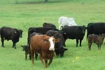 052213 cow health