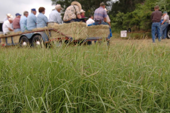 Discussing Bermudagrass at Butler Forage Field Day 