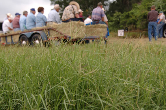 Discussing Bermudagrass at Butler Forage Field Day