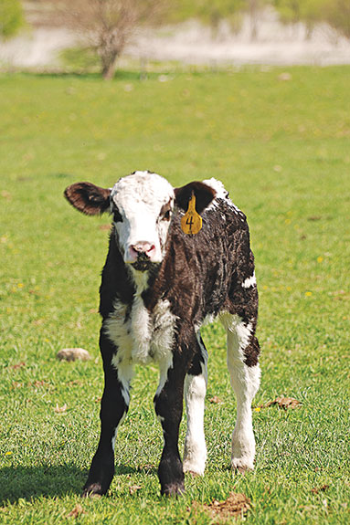 Random holstein calf