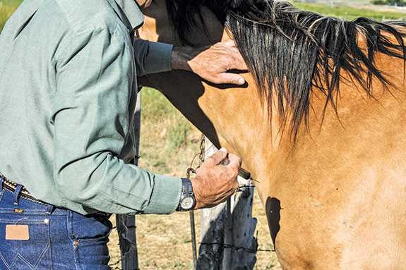 More horse vaccinations
