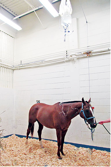 A horse in rehab