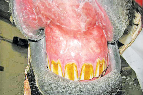 A hrose's mouth with dark-colored membranes