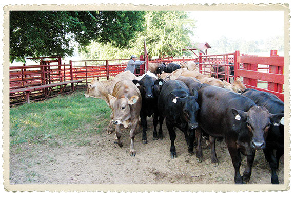 Winston's working pens