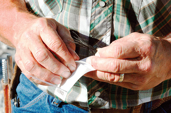 Peeling a sample strip