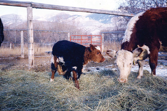 A calf with another calf's skin tied on