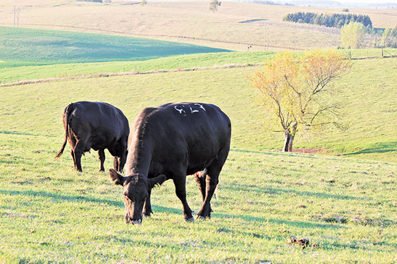 Cattle in pasture