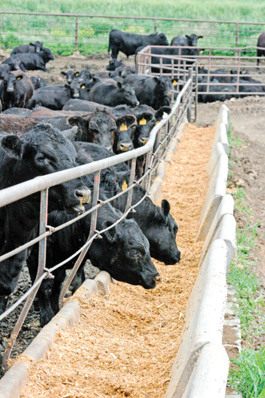 Cows at the bunker