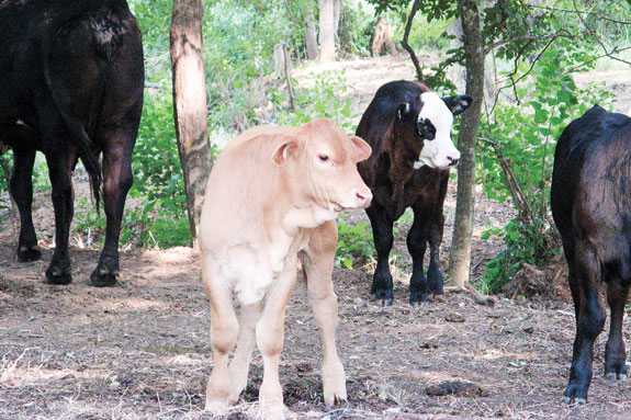 On this ranch, animal information is recorded on paper and entered into a computer at the office.