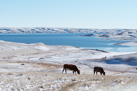 Cows in snow
