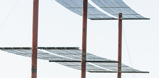 feedlot shade study