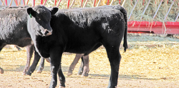 Angus-Limousin crossbred cattle